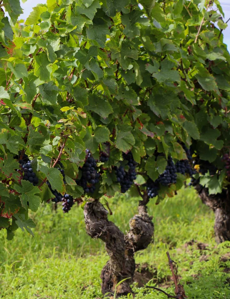 Vin rouge Divin Vigneron Pinot noir sans alcool 0,5%