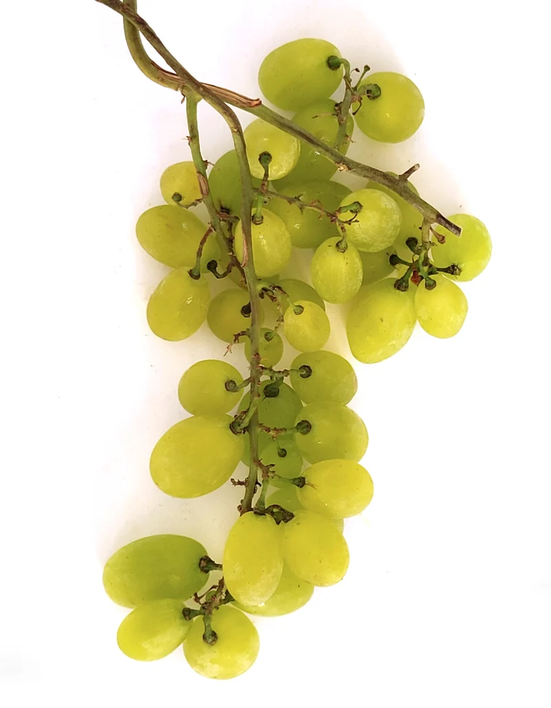 Raisin Blanc | 300g | Bio