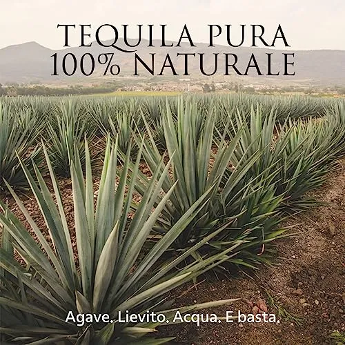 Patrón