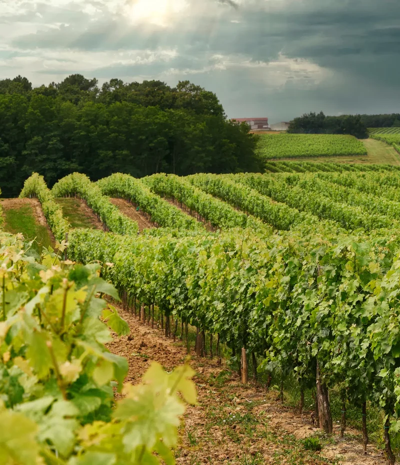 Vin blanc Sauv'Terre sans alcool 0,0%