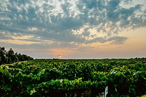 Tormaresca Nèprica Primitivo Puglia IGT
