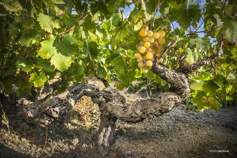 Donnafugata Ben Ryé 2022, Passito di Pantelleria - 375 ml