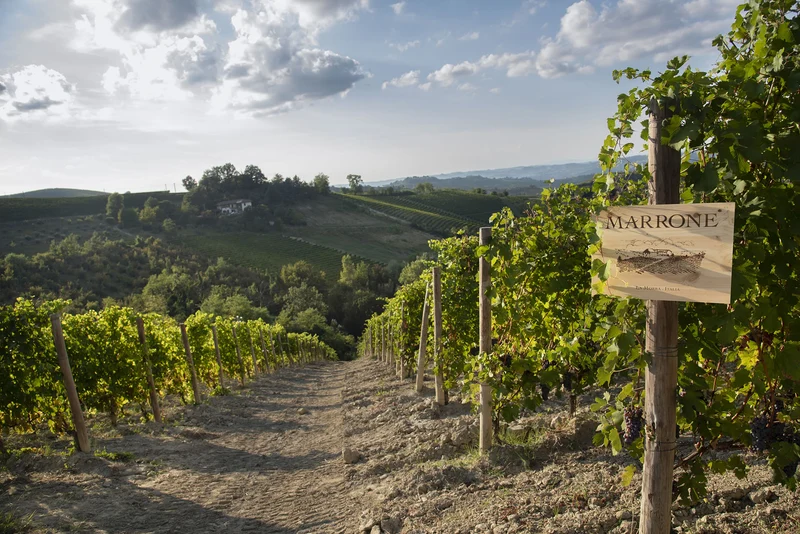 Cantina Marrone Barolo DOCG