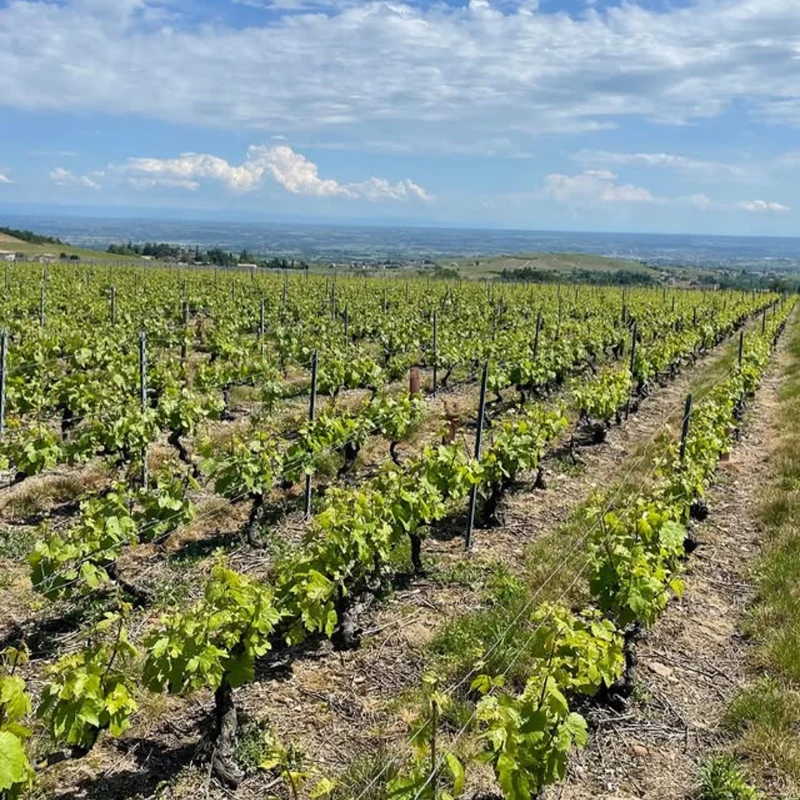 Majolia - Le Gamay 0.2%