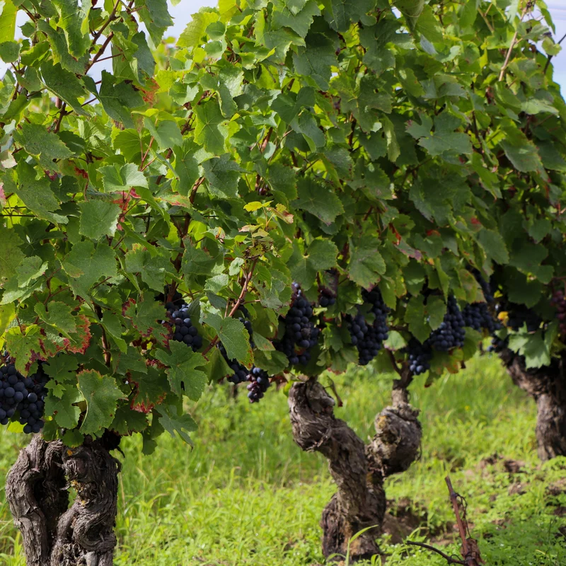 Collection Vigneron - Pinot noir - Divin