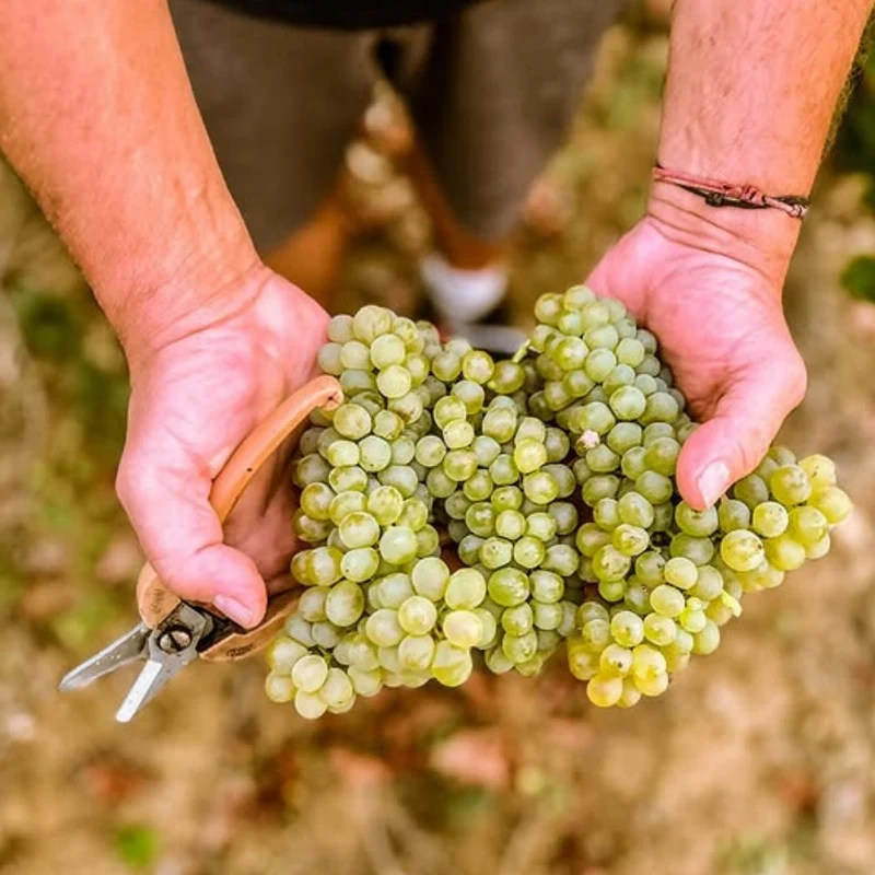 Viognier Sauvignon - Blanc sans alcool 0% - Domaine de l'Arjolle