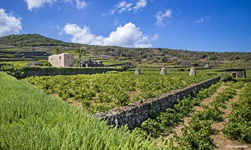 Donnafugata Kabir Moscato di Pantelleria Doc - 357 ml