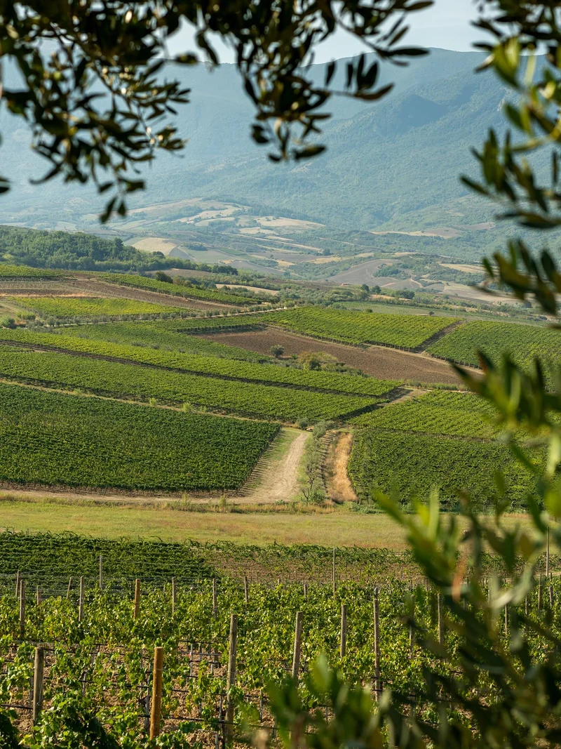 Zaccagnini VINO DEALCOLATO Bianco Tralcetto - Senza Alcol - Fresco, Armonico e Fragrante con Frutta Gialla e Fiori Ideale per Aperitivo Leggero e Spensierato - 0,0% vol - 750ml