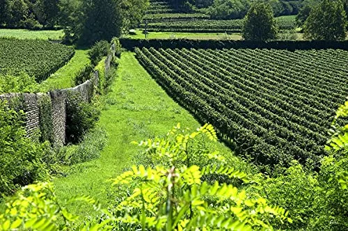 Tenuta Montenisa Marchese Antinori Blanc De Blancs Franciacorta DOCG