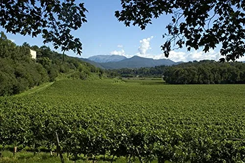 Tenuta Montenisa Marchese Antinori Blanc De Blancs Franciacorta DOCG