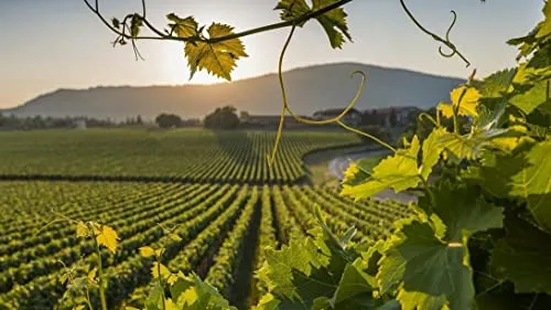 Bellavista WINE